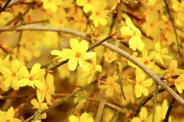 迎春花在什么时候开，它在春季开花