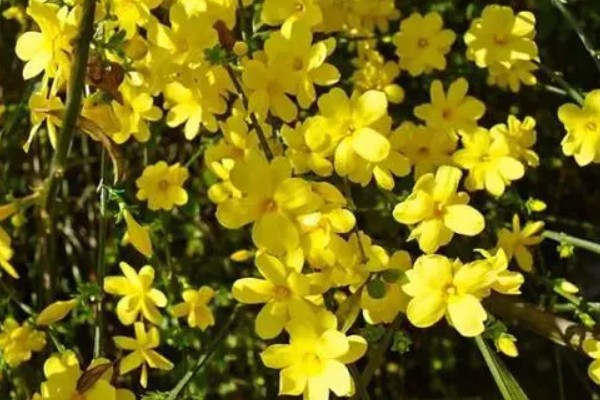 迎春花在什么时候开，它在春季开花