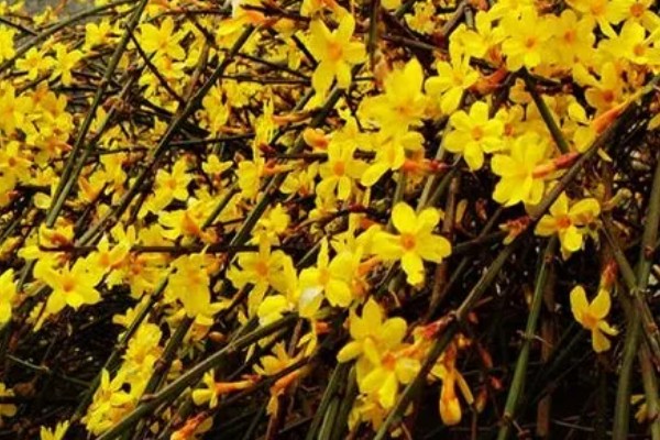 迎春花在什么时候开，它在春季开花