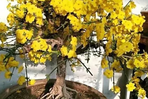 迎春花在什么时候开，它在春季开花