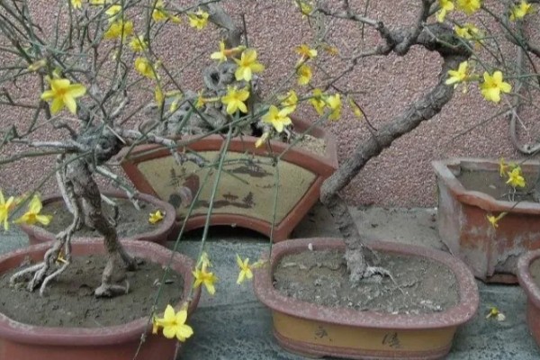 迎春花在什么时候开，它在春季开花