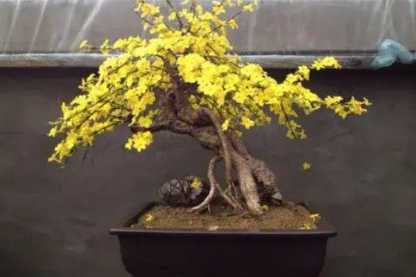 迎春花在什么时候开，它在春季开花