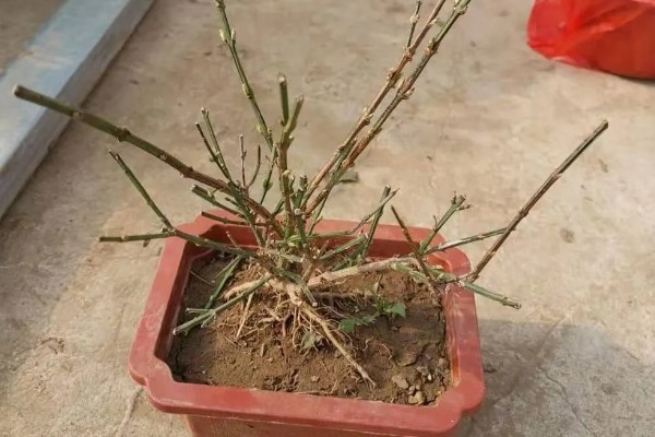 迎春花在什么时候开，它在春季开花