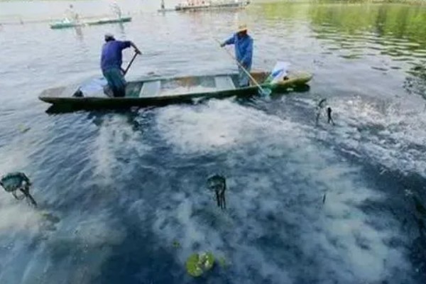 草鱼的养殖技术,PH值以7.5-8.5为宜