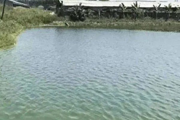 草鱼的养殖技术,PH值以7.5-8.5为宜