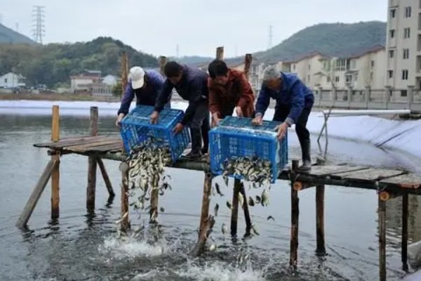 草鱼的养殖技术,PH值以7.5-8.5为宜