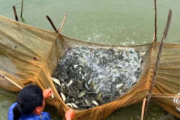 草鱼的养殖技术,PH值以7.5-8.5为宜