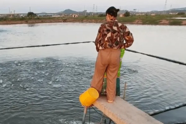 草鱼的养殖技术,PH值以7.5-8.5为宜