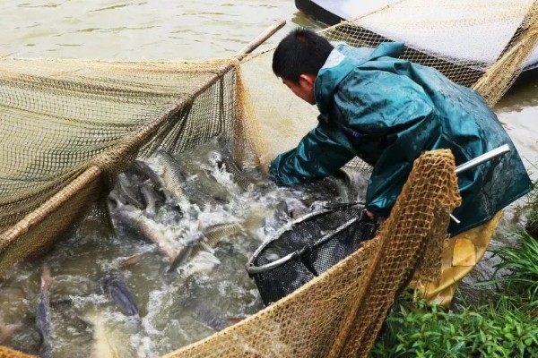 草鱼的养殖技术,PH值以7.5-8.5为宜