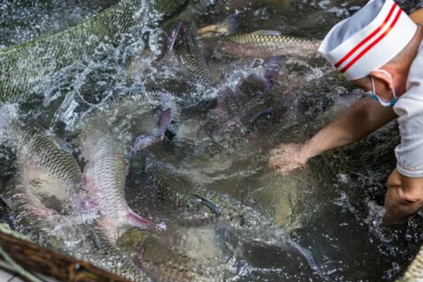 草鱼的养殖技术,PH值以7.5-8.5为宜