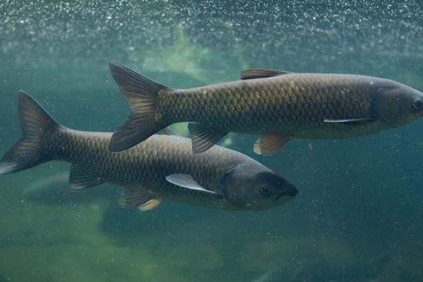 草鱼的养殖技术,PH值以7.5-8.5为宜