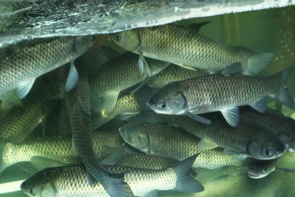 草鱼的养殖技术,PH值以7.5-8.5为宜