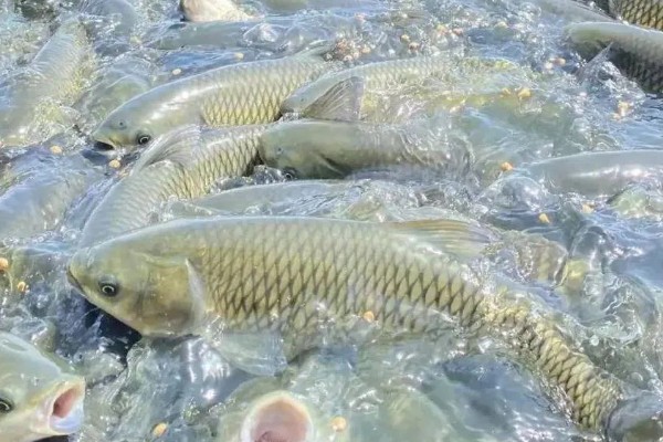 草鱼的养殖技术,PH值以7.5-8.5为宜