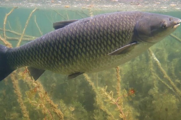 草鱼的养殖技术,PH值以7.5-8.5为宜