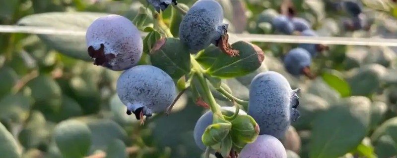 蓝莓僵果如何防治，首先要选择抗病力强的品种