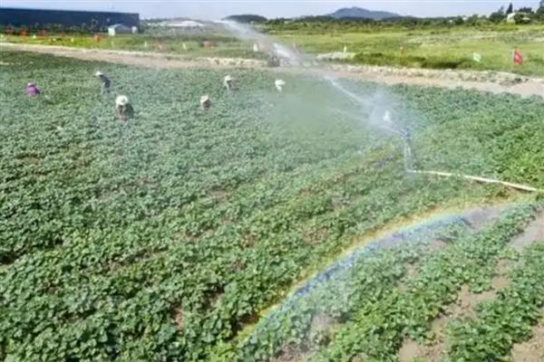 红薯打什么叶面肥可增产，可以打磷酸二氢钾叶面肥