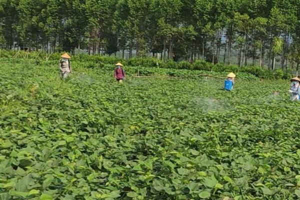 红薯打什么叶面肥可增产，可以打磷酸二氢钾叶面肥
