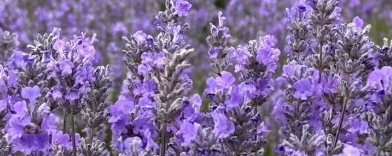 薰衣草适合在什么土壤中种植，疏松透气的土壤为佳