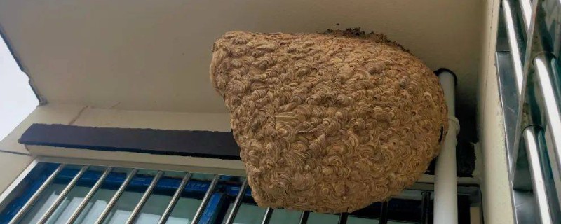 家里有马蜂窝的预兆，迷信说法中是福运的征兆