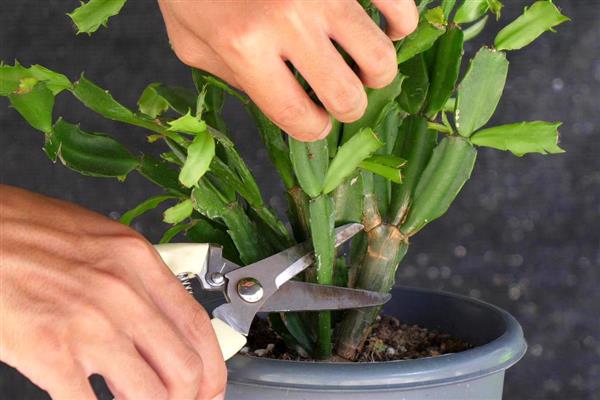 夏季怎么盆栽蟹爪兰,将老桩上的枝条全部剪除