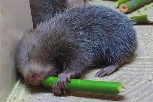可以养殖竹鼠吗，野生竹鼠不能养殖
