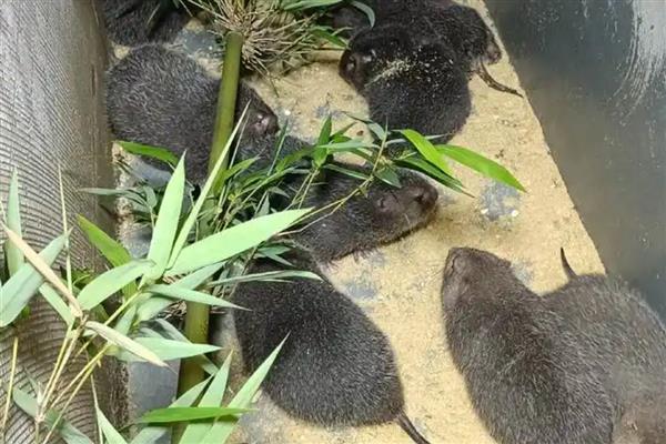 可以养殖竹鼠吗，野生竹鼠不能养殖