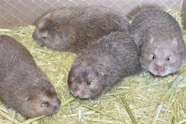 可以养殖竹鼠吗，野生竹鼠不能养殖