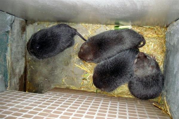 可以养殖竹鼠吗，野生竹鼠不能养殖