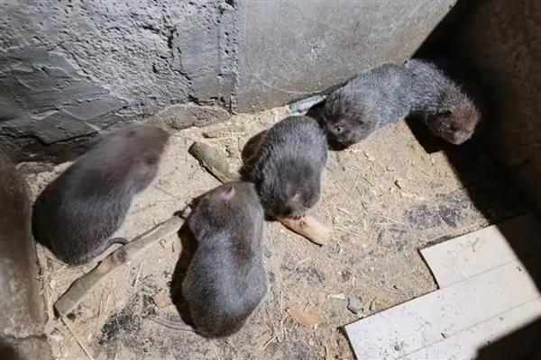 可以养殖竹鼠吗，野生竹鼠不能养殖