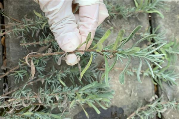 薰衣草适合在什么土壤中种植,疏松透气的土壤为佳