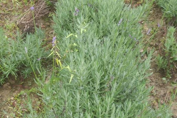 薰衣草适合在什么土壤中种植,疏松透气的土壤为佳