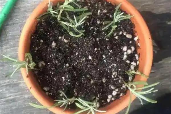 薰衣草适合在什么土壤中种植,疏松透气的土壤为佳