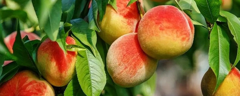 北方适合种的桃树品种，推荐秋雪、秋甜等