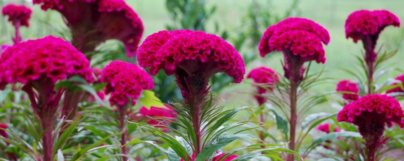 怎么扦插鸡冠花，春季或秋季均可进行