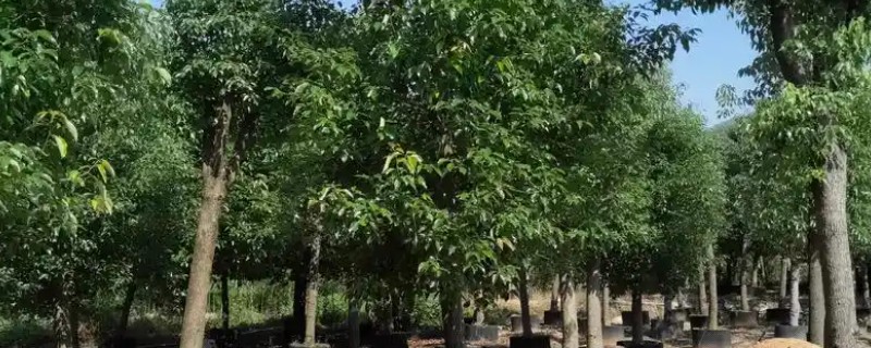 香樟树什么时候落叶，叶片会在4-5月份凋落并重新长出