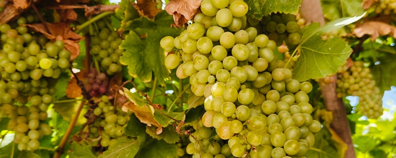 葡萄的种植方法,可在春季3-5月时播种繁殖