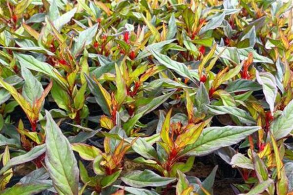 怎么扦插鸡冠花，春季或秋季均可进行