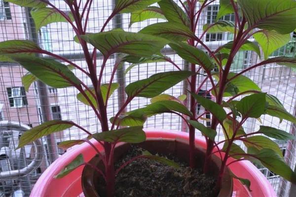 怎么扦插鸡冠花，春季或秋季均可进行