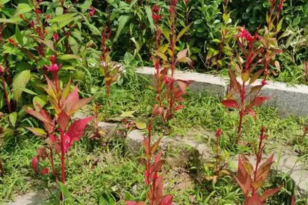 怎么扦插鸡冠花，春季或秋季均可进行