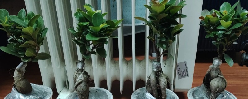 小榕树的养殖方法，夏季高温可喷水增湿