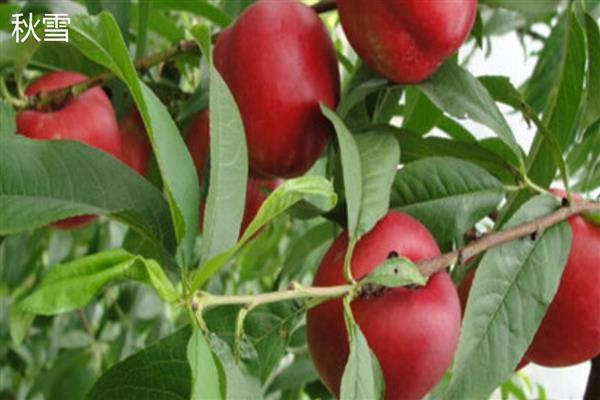 北方适合种的桃树品种，推荐秋雪、秋甜等