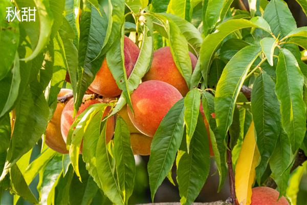 北方适合种的桃树品种，推荐秋雪、秋甜等