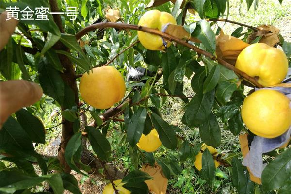 北方适合种的桃树品种，推荐秋雪、秋甜等
