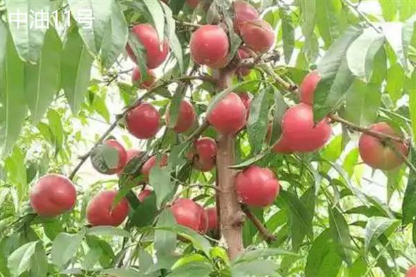 北方适合种的桃树品种，推荐秋雪、秋甜等