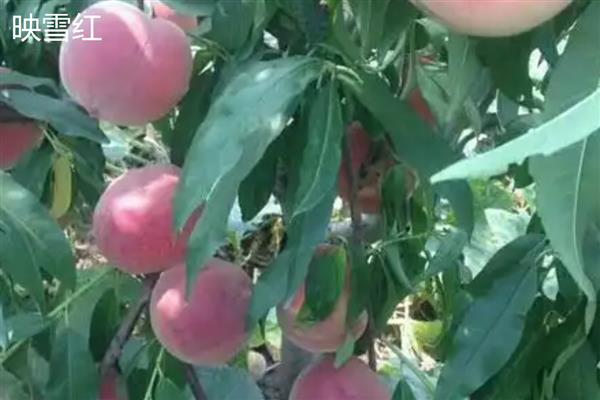 北方适合种的桃树品种，推荐秋雪、秋甜等