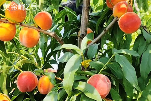 北方适合种的桃树品种，推荐秋雪、秋甜等