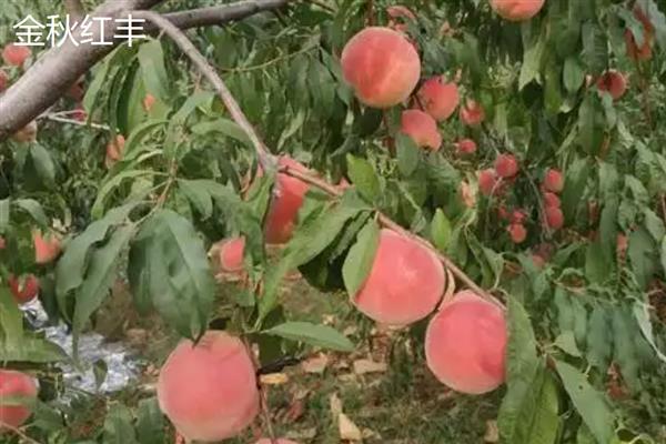 北方适合种的桃树品种，推荐秋雪、秋甜等