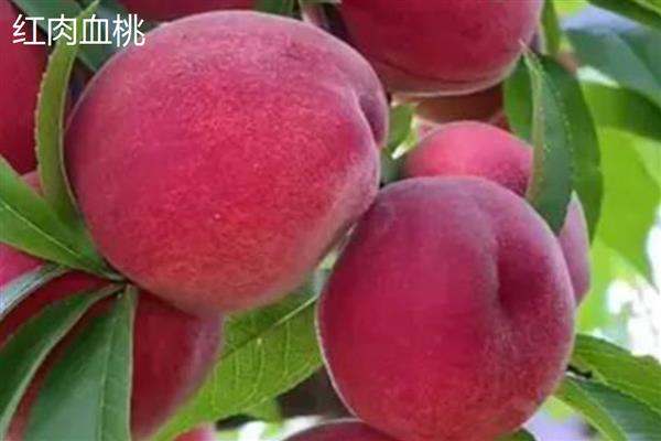 北方适合种的桃树品种，推荐秋雪、秋甜等