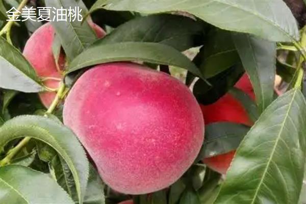 北方适合种的桃树品种，推荐秋雪、秋甜等