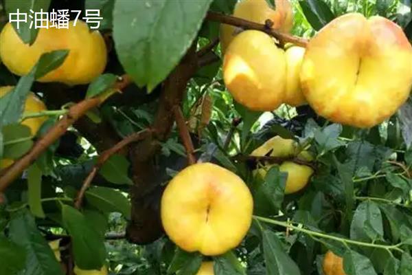 北方适合种的桃树品种，推荐秋雪、秋甜等